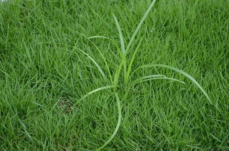 What Is Nutsedge? RDS Lawn Care