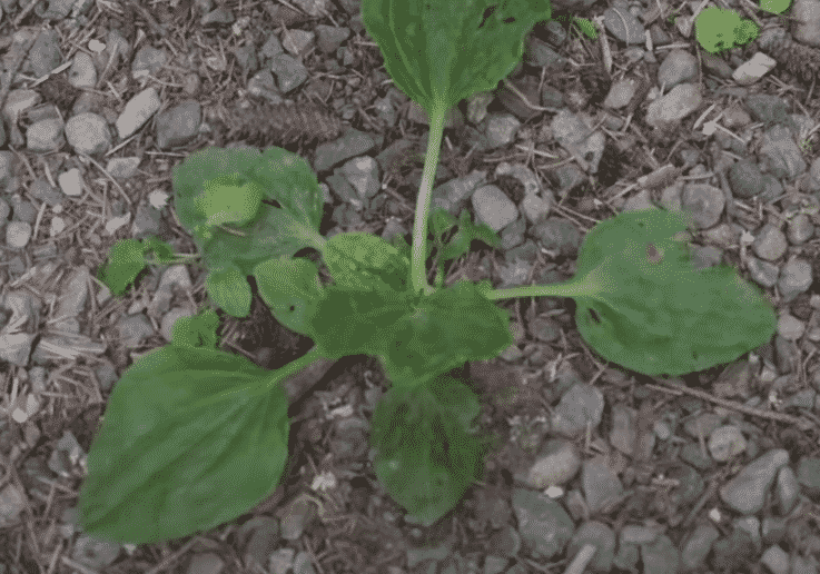 Keep This Spring Weed In Check Meet The Plantain Weed