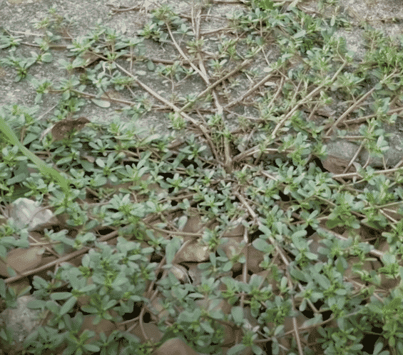 The Most Common Weeds in Springtime 4 Purslane
