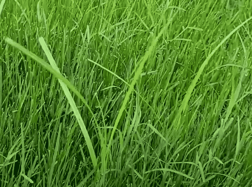 The Most Common Weeds in Springtime 2 Example of Nutsedge weed