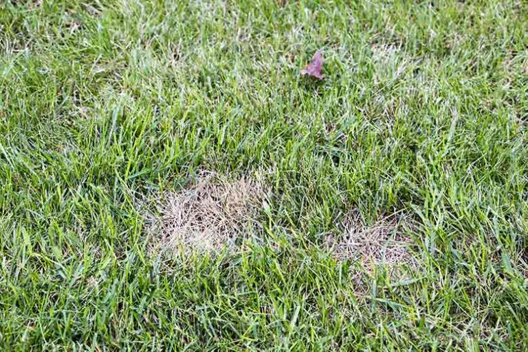 What Is Dollar Spot? RDS Lawn Care