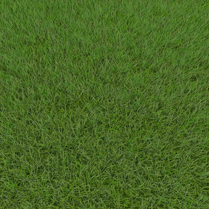 Grass Identification Guide For North Carolina RDS Lawn Care