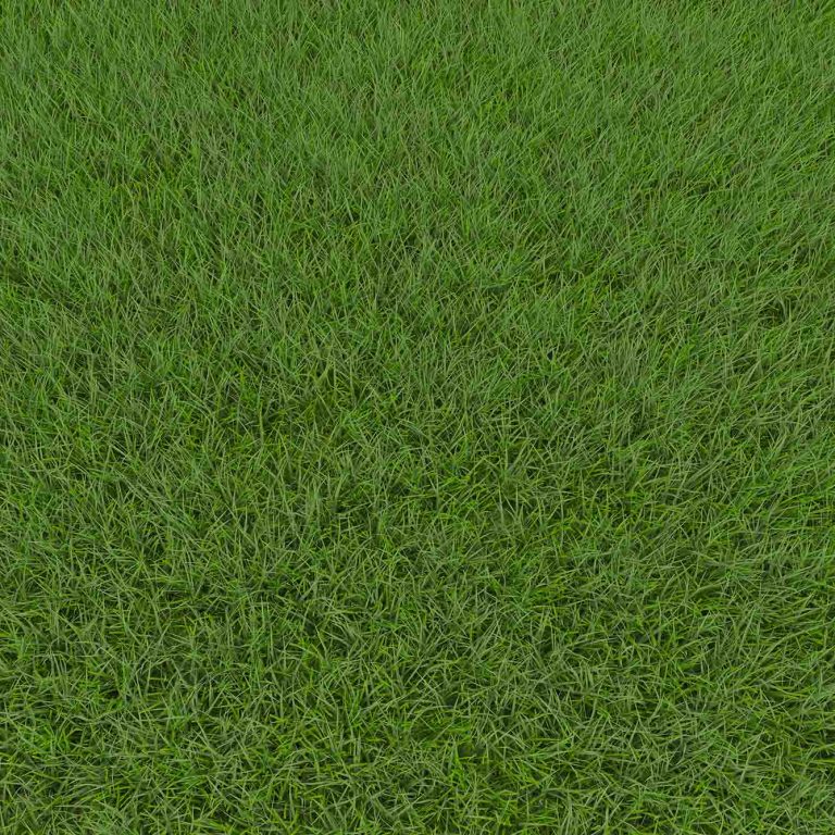 Grass Identification Guide For North Carolina RDS Lawn Care