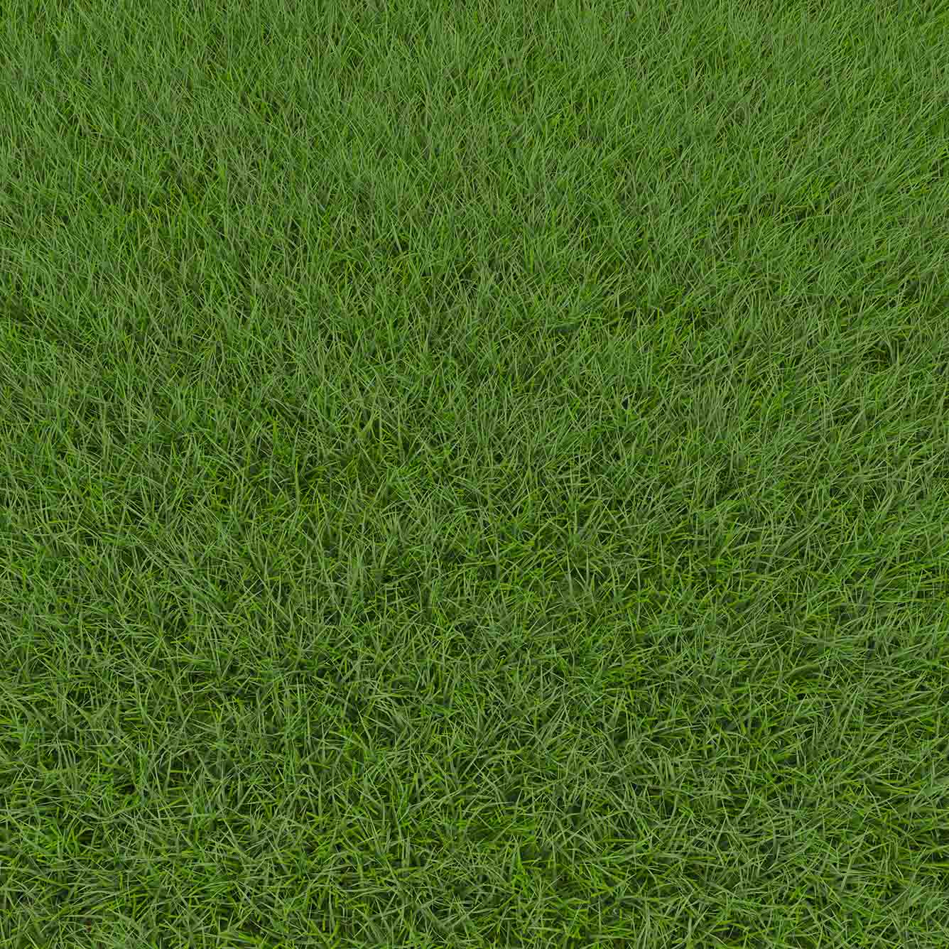 Grass Identification Guide For North Carolina RDS Lawn Care