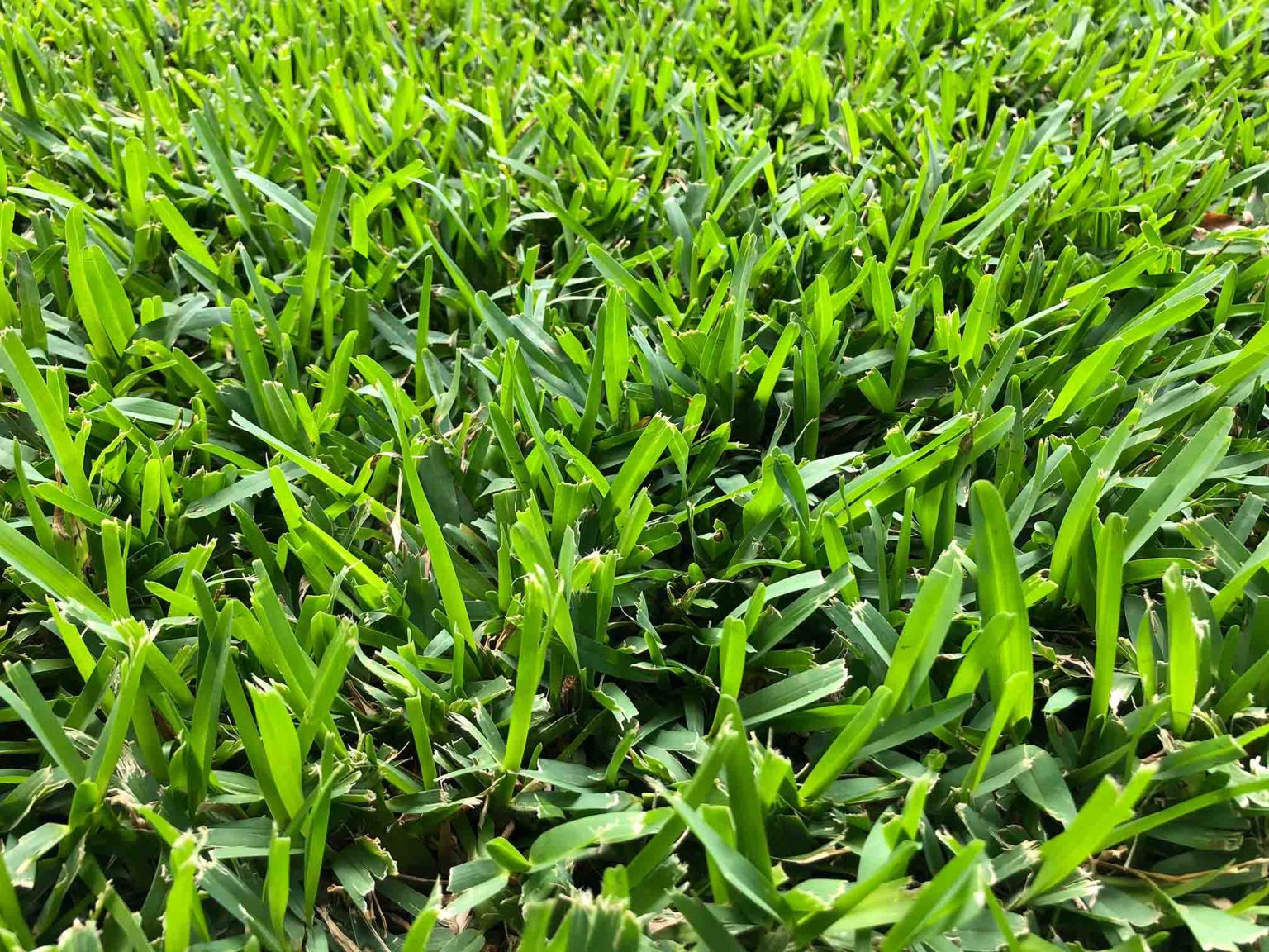 Grass Identification Guide For North Carolina RDS Lawn Care