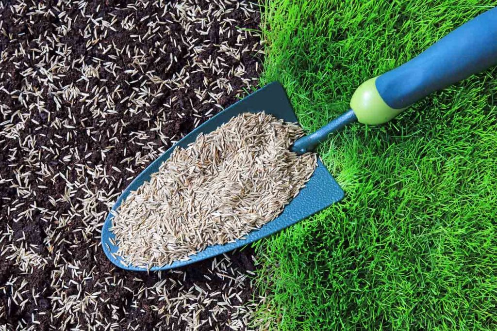 Grass Seed Services in Charlotte, NC