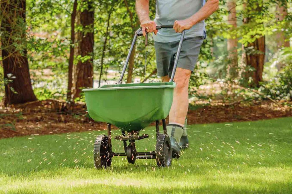 10 Most Common Weeds for Your Lawns in North Carolina