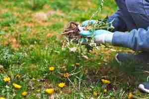 weed control charlotte nc