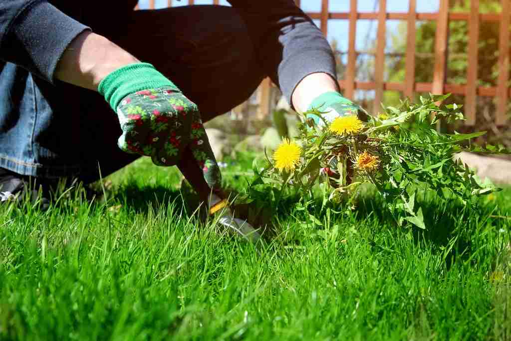 weed control charlotte nc