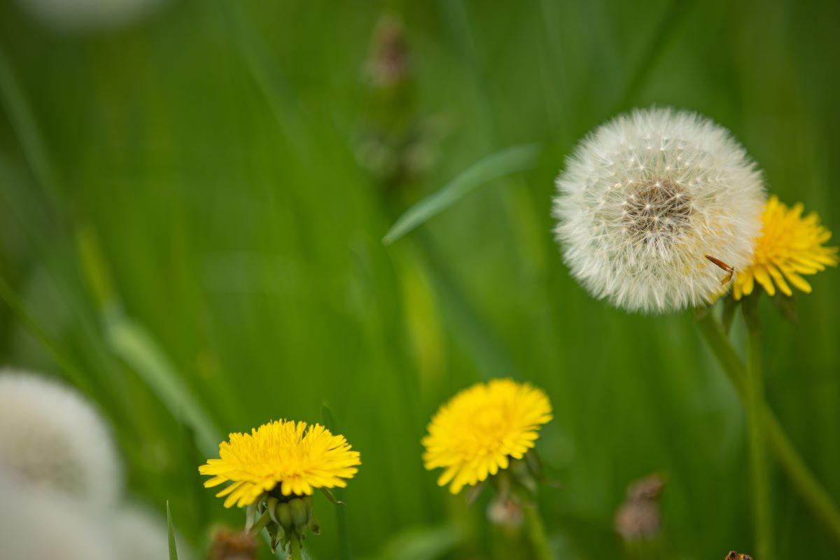 weed control