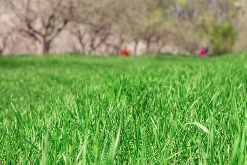 fertilize your lawn in Belmont, NC