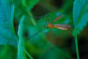 mosquito control