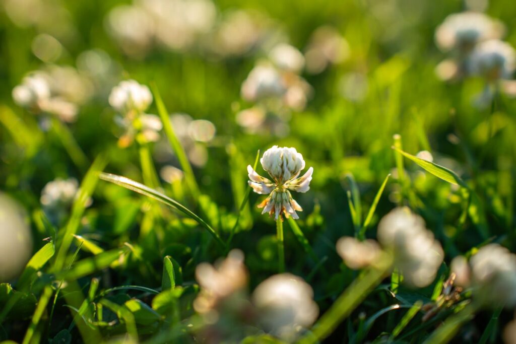 White Clover Charlotte, NC