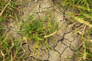 turf management for drought conditions