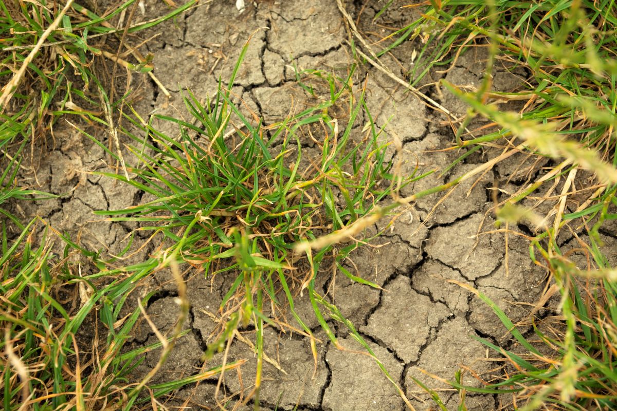 turf management for drought conditions