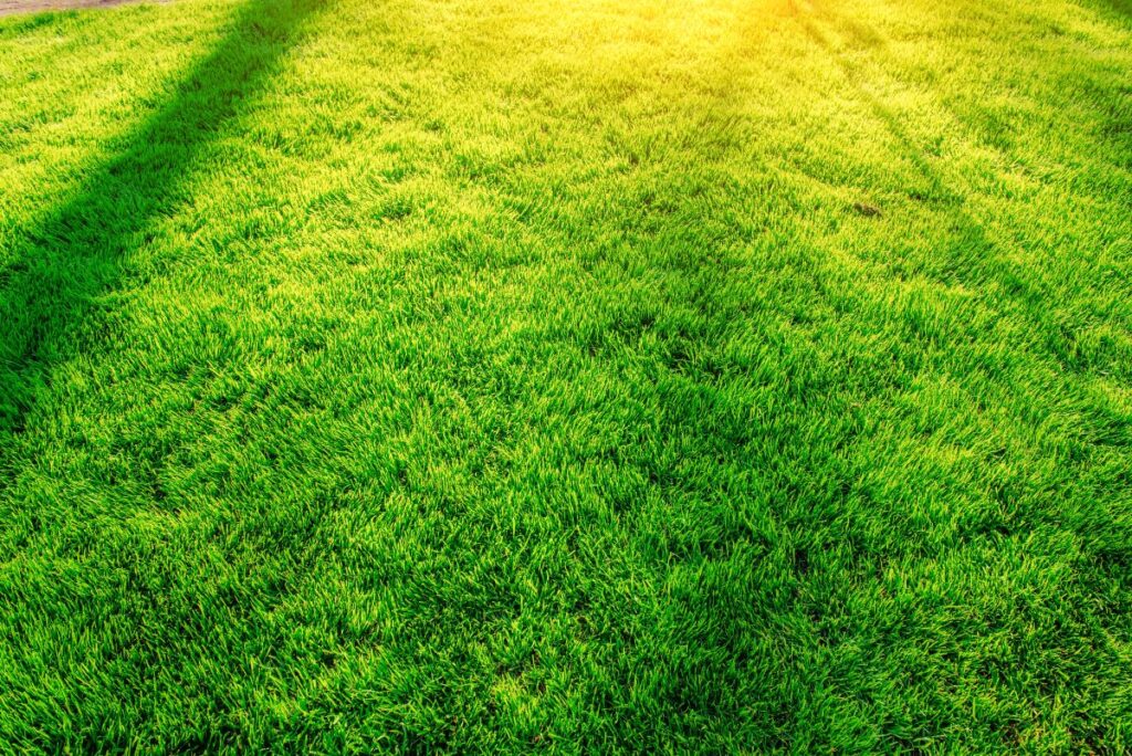 fertilize your lawn in Tega Cay