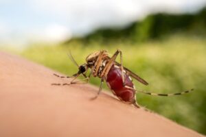 mosquito control