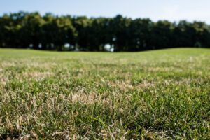 turf management for drought conditions 