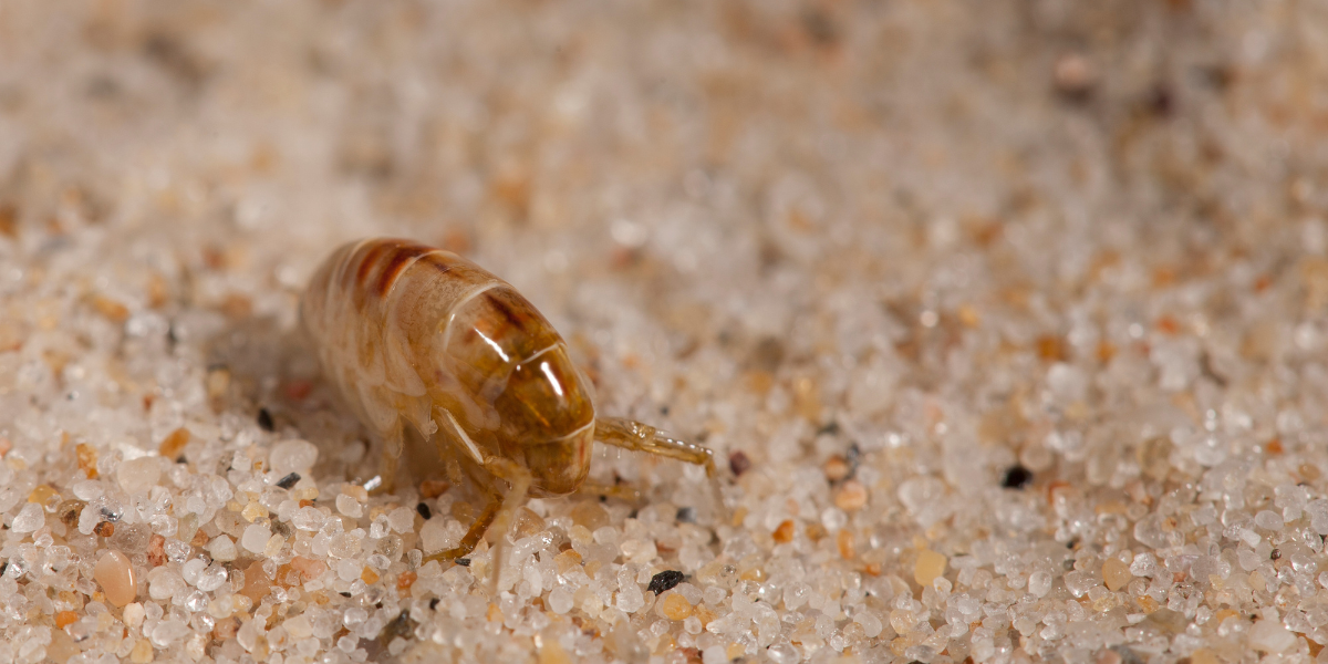 How to Control Fleas in the Yard