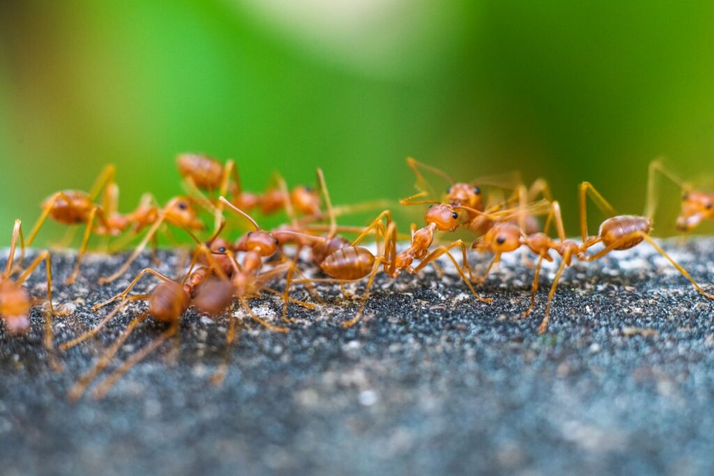 How to Get Rid of Fire Ants