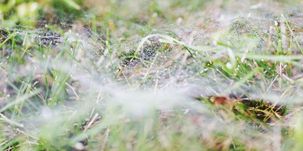 Should You Keep or Remove Grass Spiders