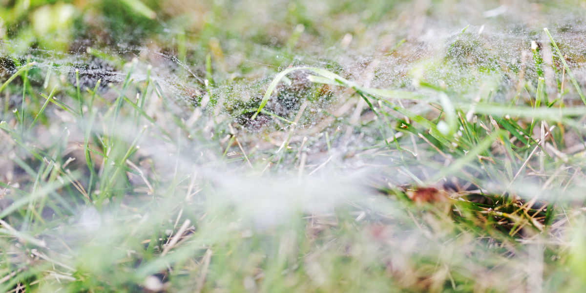 Should You Get Rid of Grass Spiders in NC & SC Yards