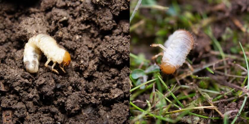 Lawn Grubs How and When to Kill Them