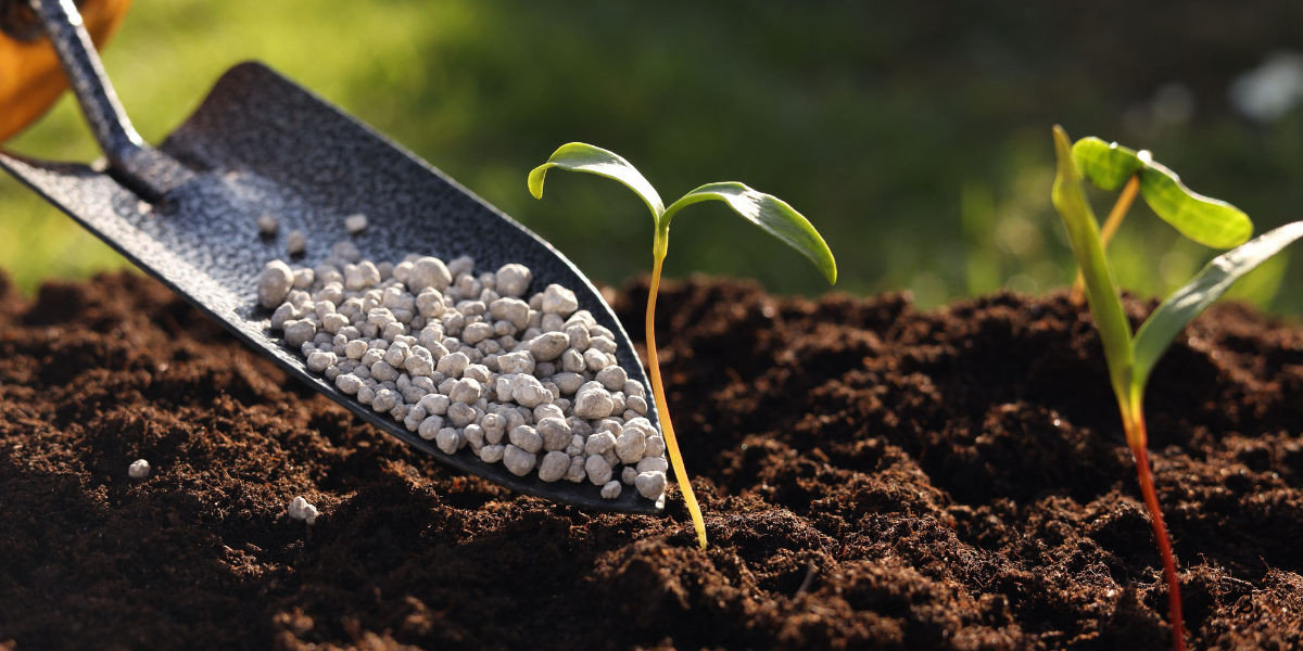 Fertilizing Too Soon After Overseeding