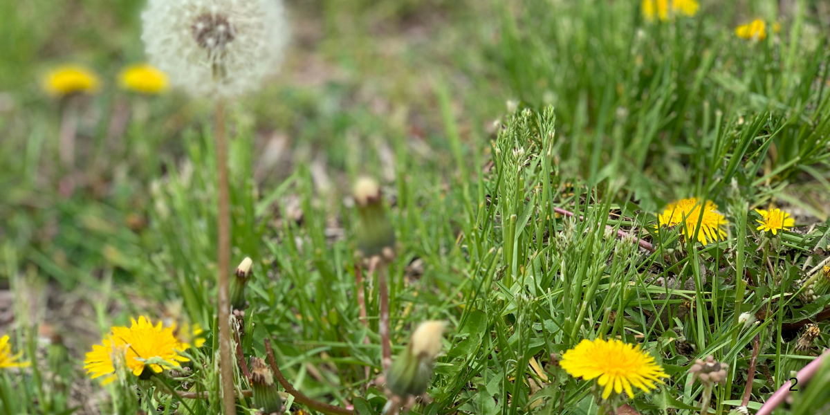 How Fall Weeds Create Spring Problems 