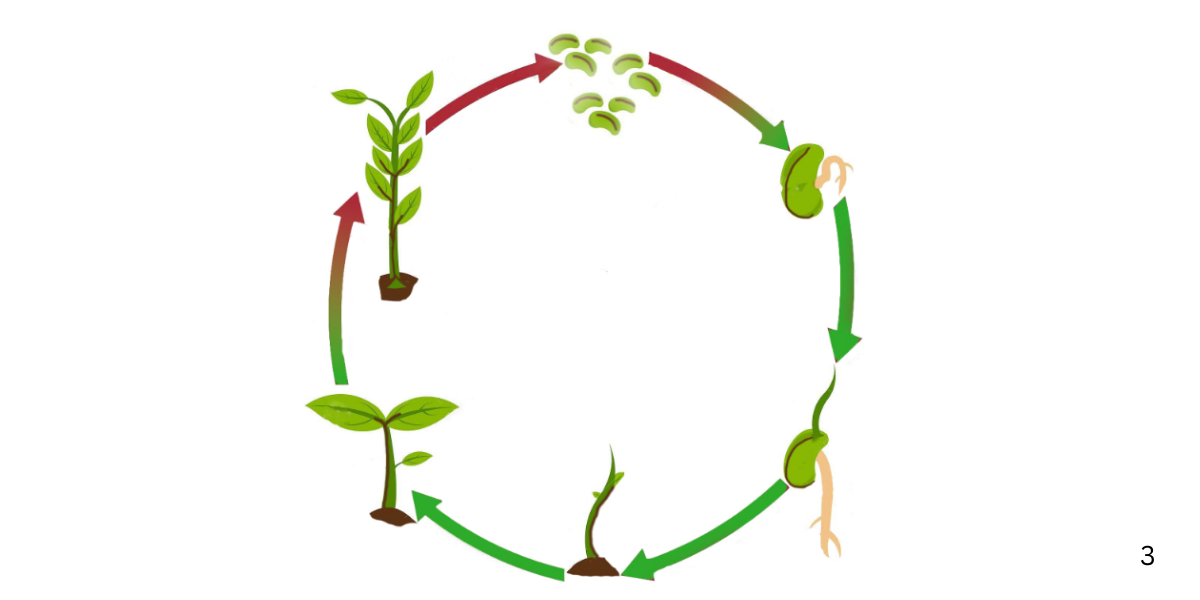 How Fall Weeds Create Spring Problems