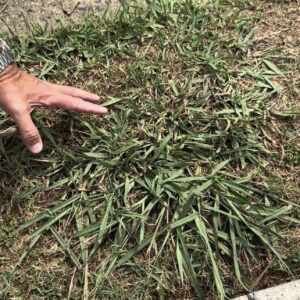 Dallisgrass