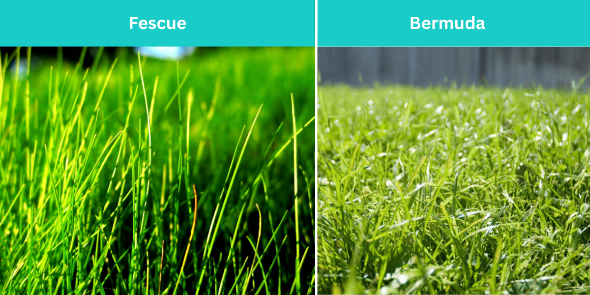 Grass type - Fertilizer mistakes