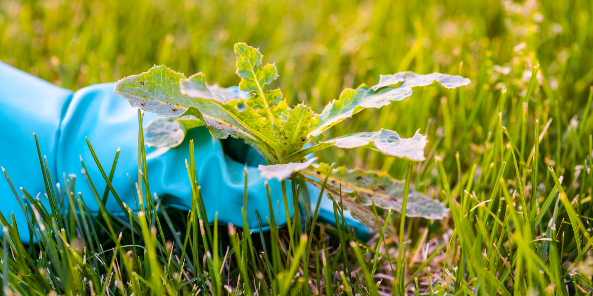 When Professional Lawn Care Makes the Difference