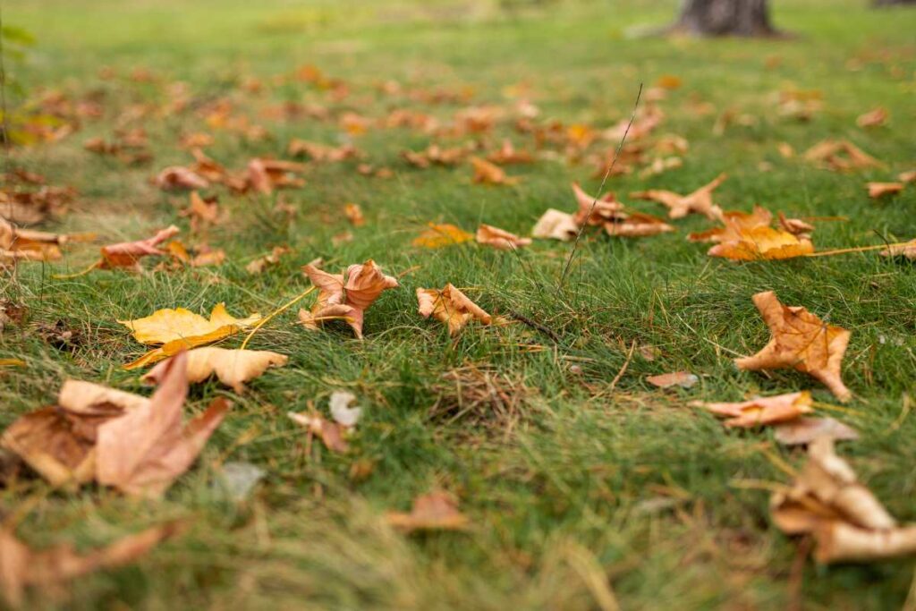 how to fix a lawn full of weeds