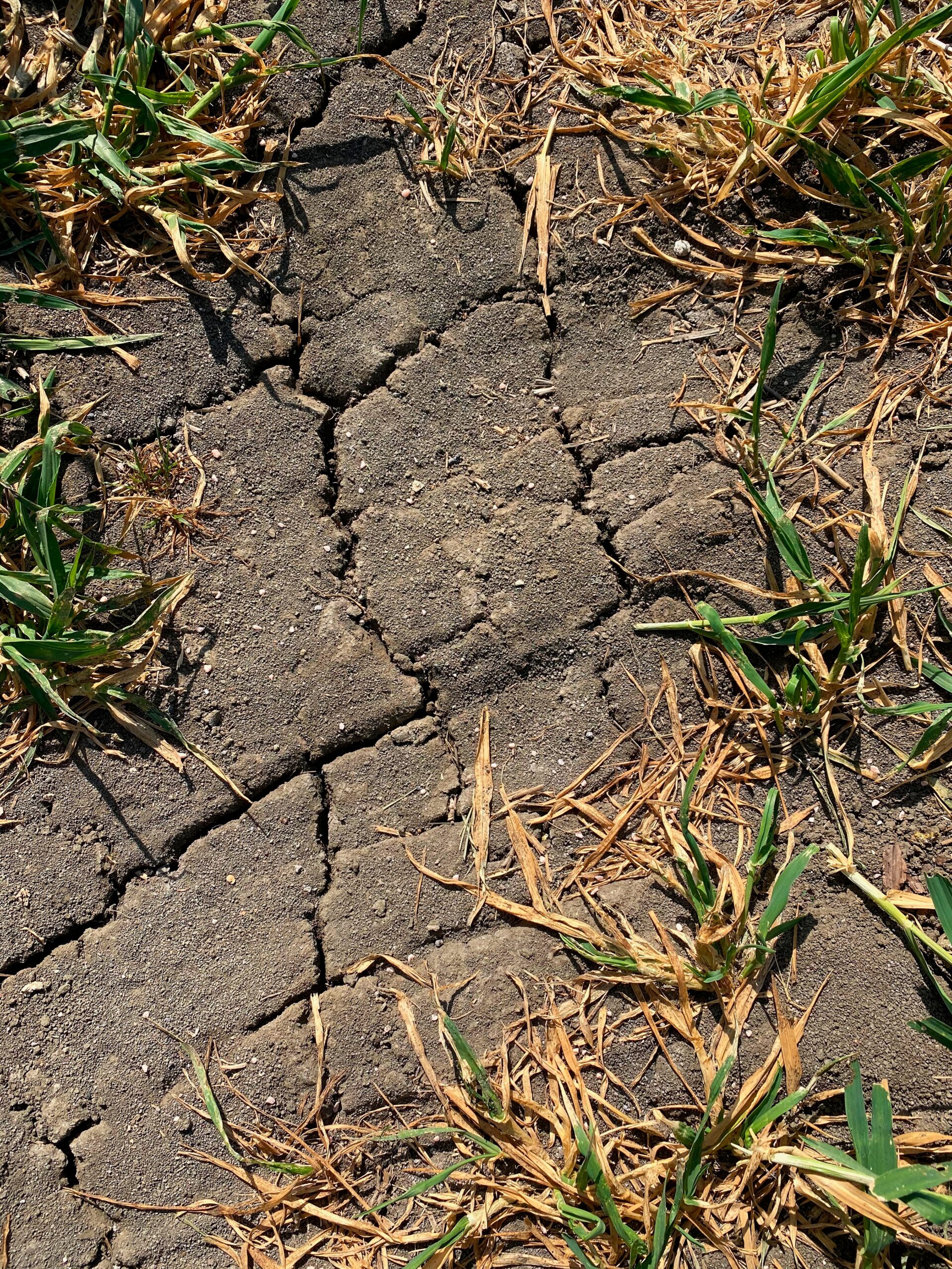 lawn soil cracks near concrete