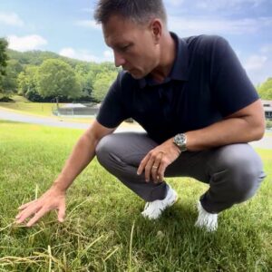 nutsedge