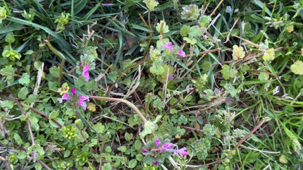 henbit